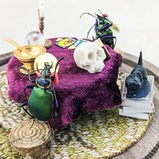 Fortune Teller Beetles Glass Dome Taxidermy Entomology oddity curiosities Decor
