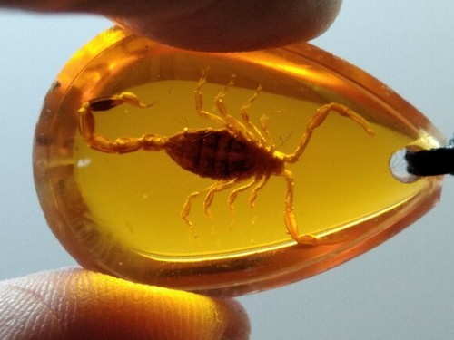 Pendentif en résine de qualité avec VRAI scorpion - taxidermie insecte collier - Picture 4 of 5