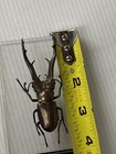 Large Cyclommatus Imperator Prodotto Per Collezionisti In Plaxi-Glass Case 85 mm — photo 10