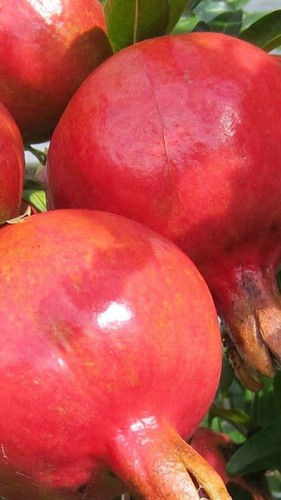 Pianta Di Melograno Wonderful Da 48 Mesi - Elevata Produttività - Foto 9