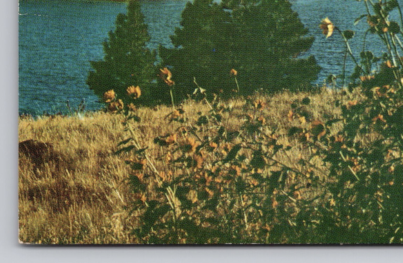 Picture 11 of 14
