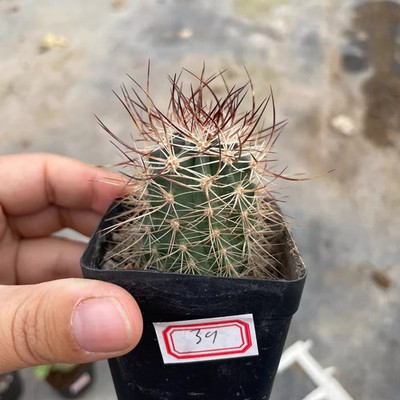 1Piece 3.5-4cm Seedgrowth Seedling Echinocereus Ferreirianus Cactis Rare Plant