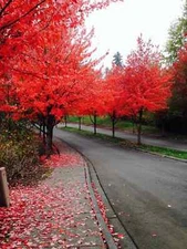 25+ FAST GROWING TREE SEEDS: Red Maple (Acer rubrum) | FREE SHIPPING USA SELLER