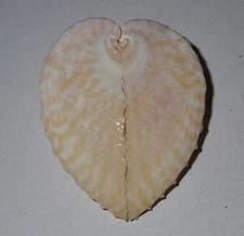 40 mm GREAT Corculum Cardissa Heart Cockle Seashell #AK2 From Cebu Island