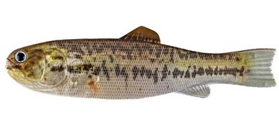 Imakatsu Bass Worm 145