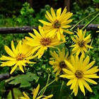 Bild 3 von 3