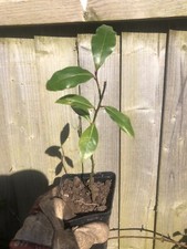 Laurus Nobilis Aromatic Evergreen Bay Laurel Garden Shrub Rooted Plant.
