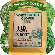 Dutch White Clover Seed, Organic Coated, Eco-Friendly, Low Maintenance