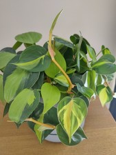 Philodendron Brasil Trailing Houseplant 15cm Pot Included
