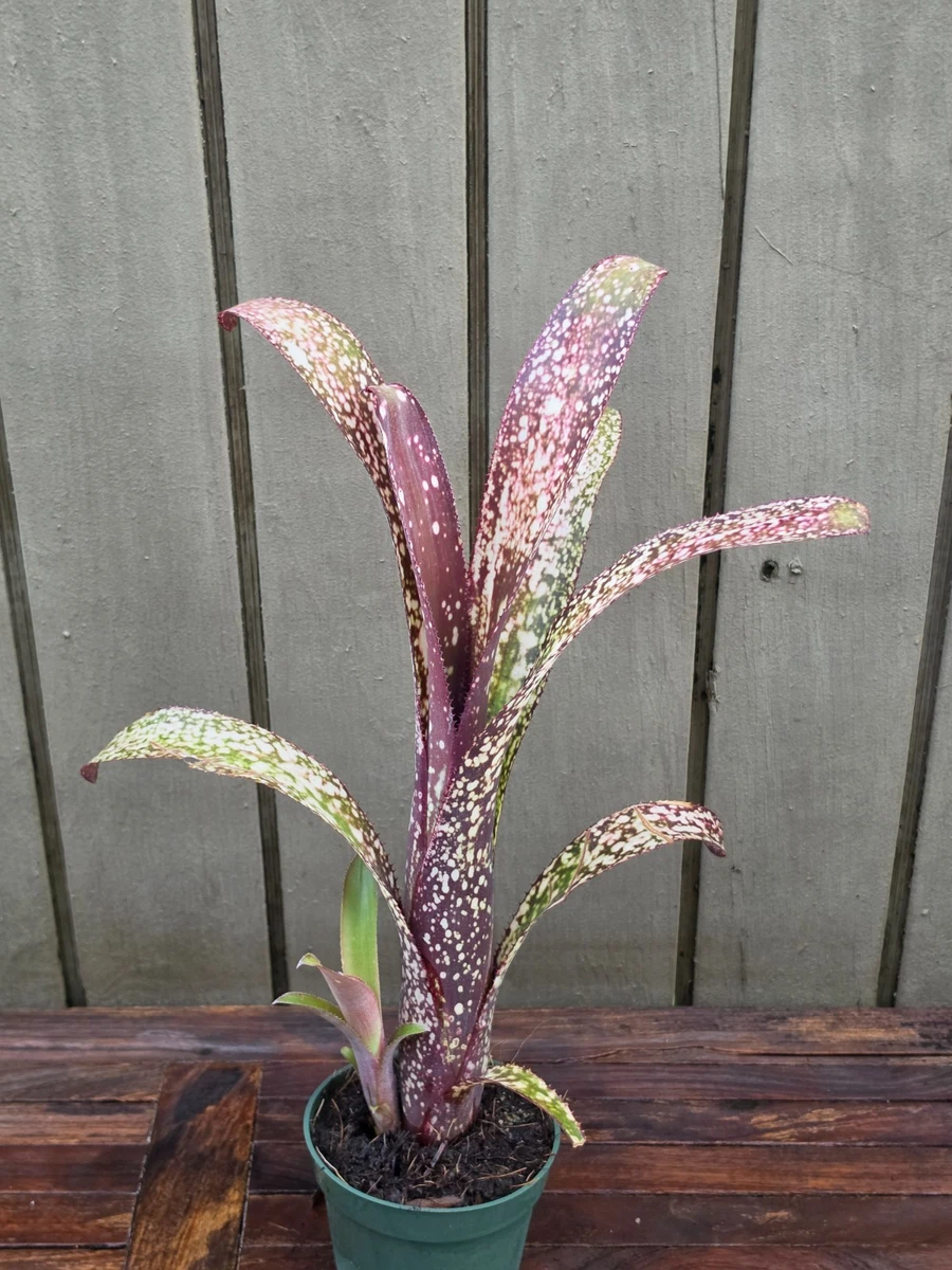 Billbergia for sale - eBay