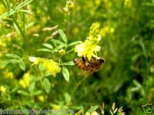 1 LB Yellow Blossom Sweet Clover Seeds Bees Wildlife Pastures Hay 