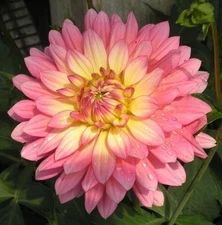 1 - DAHLIA Decorative EXTASE Flower Bulb Tuber Clump * NEW & UNIQUE * U S SELLER