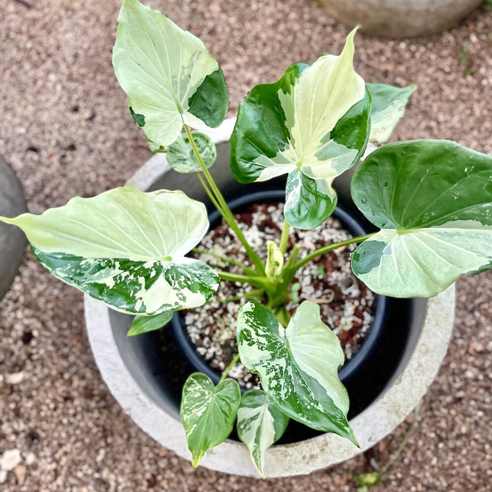 Alocasia Cucullata Variegated Albo Wagyu Plant Free Phytosanitary