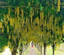 Laburnum anagyroides Golden Chain Tree Seeds – Bee Magnet –