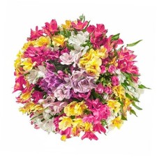 Flowers - stem Alstroemeria/Peruvian Lilies Assorted Bqt - 20 Without vase