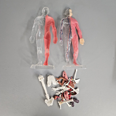 Vintage The Visible Human Body 1/6 Scale Anatomical Model Kit