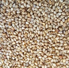 Fresh Quality Whole White Sesame seeds 4.4oz Bottle
