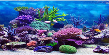 48X18 in Aquarium Backdrop Colorful Coral Tropical Fish Tank Background