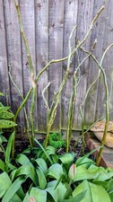 Twisted/Tortured Willow Stems Ready For Planting