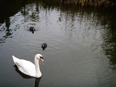 Photo 12x8 The National Archives [6] Brentford Some local wildlife enjoy t c2017