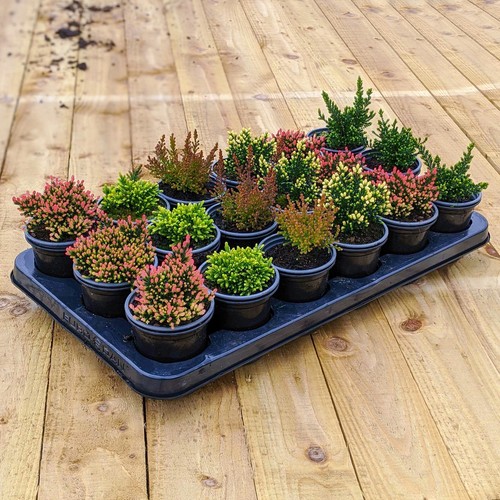 Calluna Heathers | Large Flowering Evergreen Bushy Shrub Mix | 18 Potted Plants - Picture 3 of 6