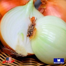 Fresh  Walla Walla Fresh Seeds Onion Non-GMO Heirloom Garden Vegetable