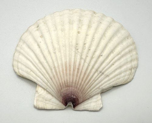 Large Rounded Scallop Shell 5.5” White Violet Coastal Specimen