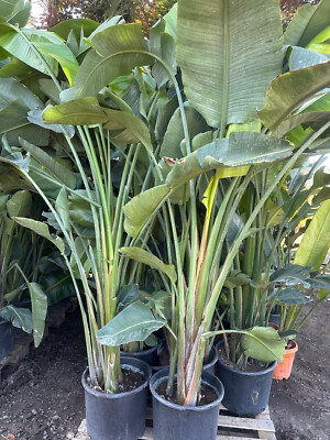 strelitzia augusta winterhart Strelitzia augusta XXL – 210 cm