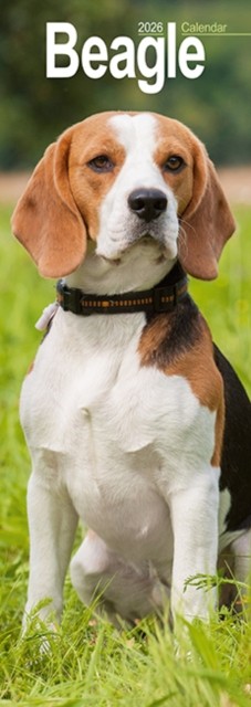 Beagle Slim 2026 Wall Calendar Calendar 2024 Dog Breed Slimline CALENDAR - Image 2