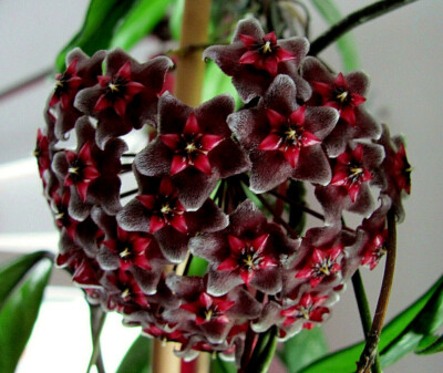 Hoya Wachsblume Royal Hawaiian Purple | eBay