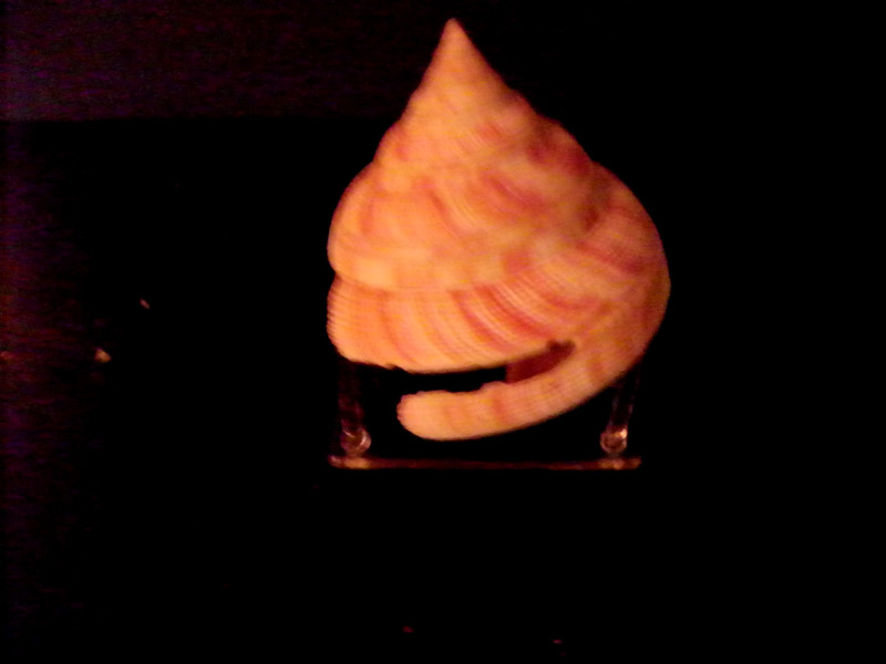 PLEUROTOMARIA HIRASEI ( SLIT SHELL )