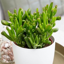 Crassula ovata GOLLUM-House Plant, Succulent In 6cm Pot