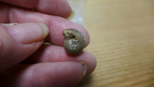 GEOLOGICAL ENTERPRISES Mississippian fossil cephalopod Goniatites americanus - Picture 5 of 5