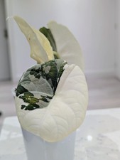 Alocasia Maharani Variegata Corm X1