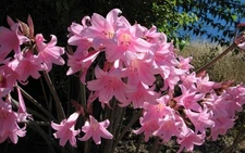 50 Amaryllis Belladonna - Pink Naked Ladies - Surprise Lily - 50 BULBS PER ORDER