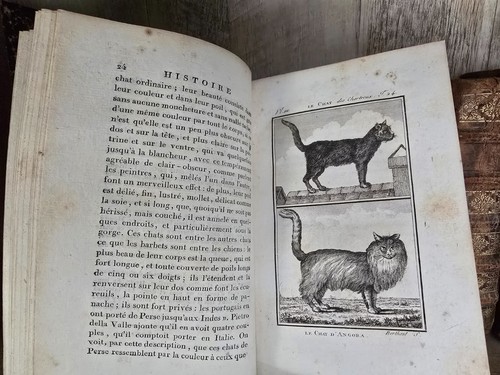 1799 BUFFON - NATURAL HISTORY OF QUADRUPEDS - Cat, Wolf, Fox, Stag/Deer, Rabbit - Picture 7 of 24