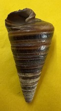 Telescoping Brown Striped Natural Cone Ocean Shell