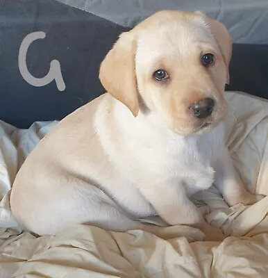 Maltese Pups In Bethnal Green London Gumtree