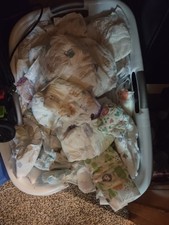 Diapers Of All Sizes, New, Unpacked Good Condition