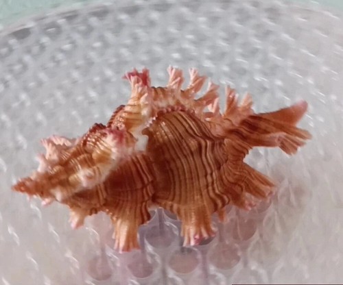 Murex saulii #1 72.5mm PINK! GORGEOUS EXQUISITE BEAUTY from the Philippines