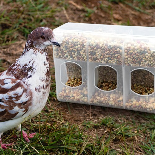 Doves Bowl Quail Feeder Anti-spill Food Box Cage Dispenser