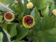 Paracress - Electric Daisy - Toothache Plant -Acmella oleracea -