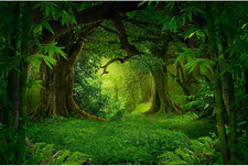 Jungle Forest Backdrop Rainforest Huge Trees Natural Landscape Photography Backg