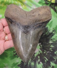 Megalodon Sharks Tooth 5 5/8