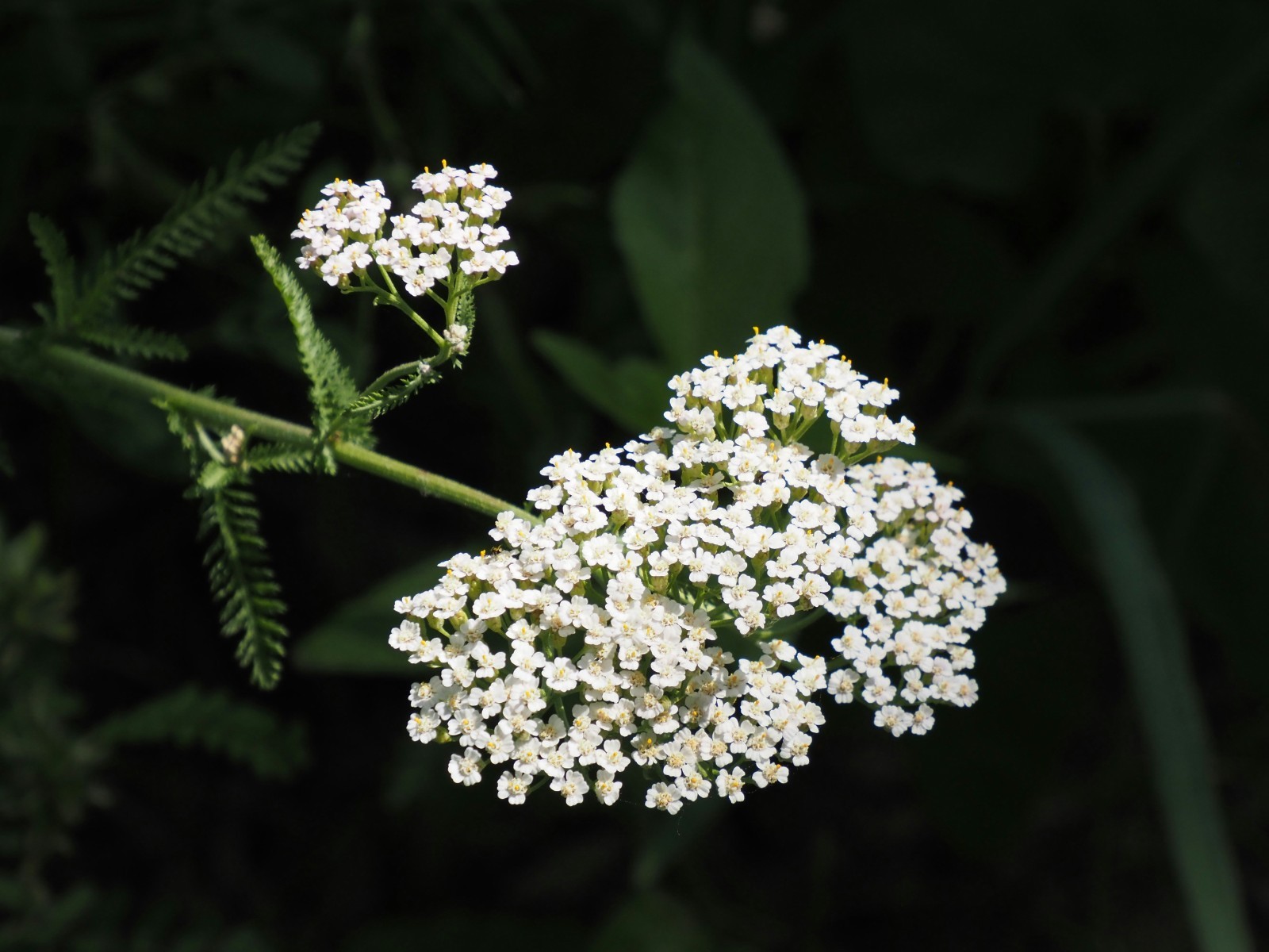 20000+ White Yarrow Seeds, Native Perennial Wildflower Plant Seed for Gardening