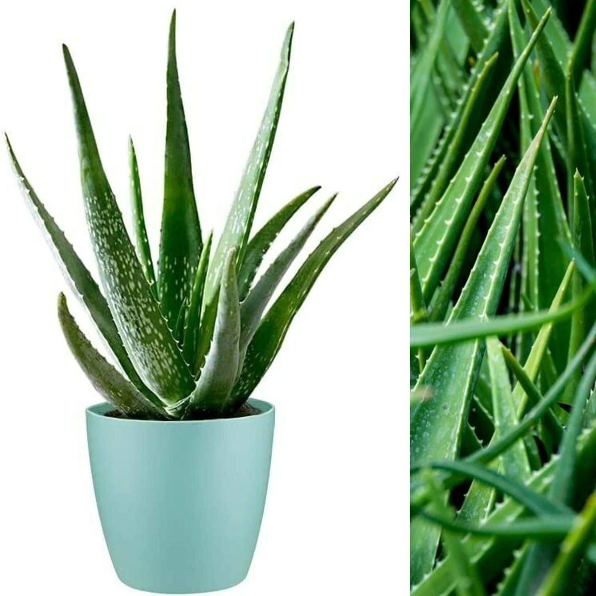 Aloe sale vera pot