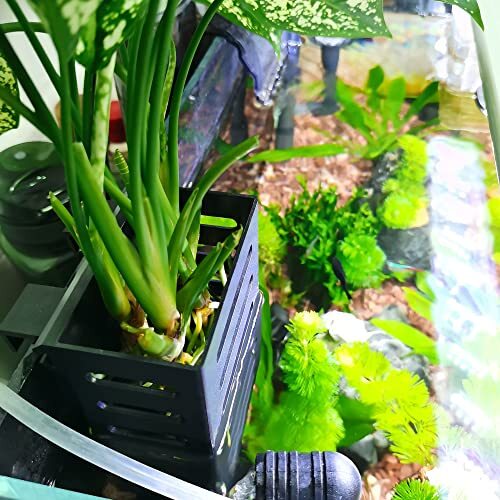 fish tank plant holders