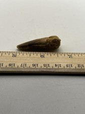 Spinosaurus 1.5” TOOTH  Teeth Dinosaur Fossil T Rex Cretaceous Morocco F91