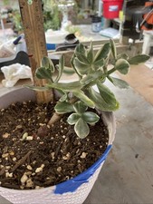 Jade Crassula ovata Varigated