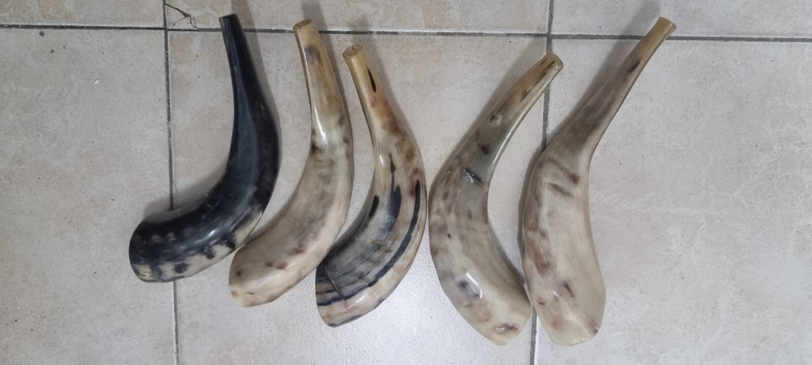 Sale For 5 x Rams Ram Ram's Horn Shofar 1214" Clear Sound Shofars Jewish Polish eBay